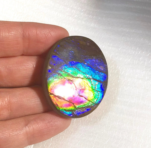 Rainbow colors / crimson red 39x32 mm  Top Grade Natural  Free Form . FFNT 140 Ammolite  レインボーカラー深紅！ナチュラル　ルース　アンモライト ケース付！