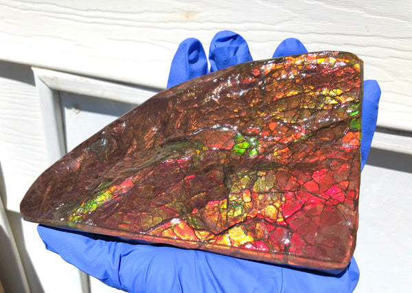 Ammolite Display Stone Hand Specimen Huge Section Piece 178mm 7" Collector Stone Home Décor  - CS-218***アンモライト　コレクターストーン