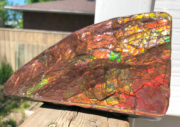 Ammolite Display Stone Hand Specimen Huge Section Piece 178mm 7" Collector Stone Home Décor  - CS-218***アンモライト　コレクターストーン