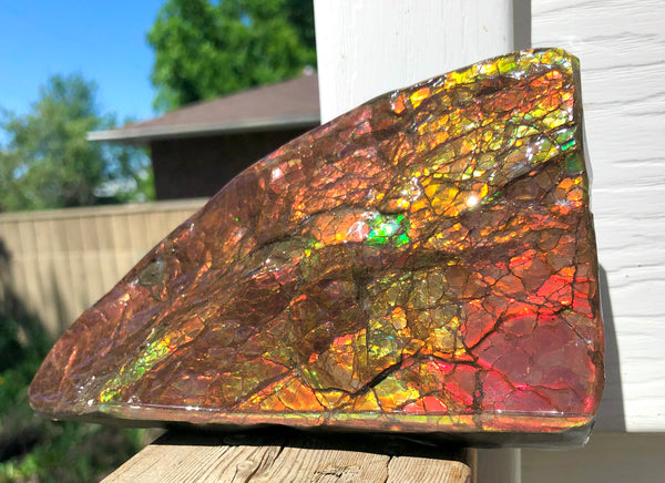 Ammolite Display Stone Hand Specimen Huge Section Piece 178mm 7" Collector Stone Home Décor  - CS-218***アンモライト　コレクターストーン