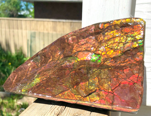 Ammolite Display Stone Hand Specimen Huge Section Piece 178mm 7" Collector Stone Home Décor  - CS-218***アンモライト　コレクターストーン
