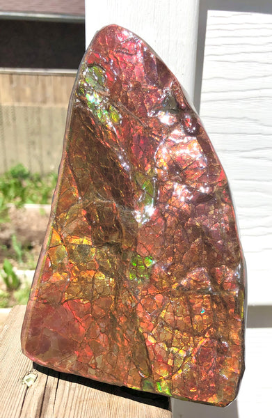 Ammolite Display Stone Hand Specimen Huge Section Piece 178mm 7" Collector Stone Home Décor  - CS-218***アンモライト　コレクターストーン