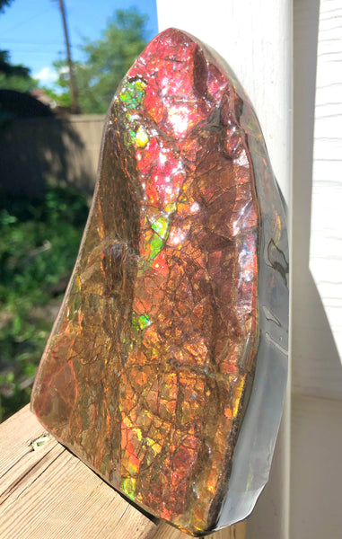 Ammolite Display Stone Hand Specimen Huge Section Piece 178mm 7" Collector Stone Home Décor  - CS-218***アンモライト　コレクターストーン