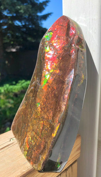 Ammolite Display Stone Hand Specimen Huge Section Piece 178mm 7" Collector Stone Home Décor  - CS-218***アンモライト　コレクターストーン