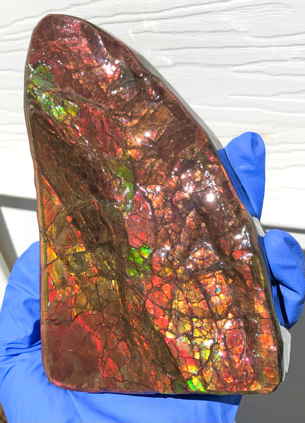 Ammolite Display Stone Hand Specimen Huge Section Piece 178mm 7" Collector Stone Home Décor  - CS-218***アンモライト　コレクターストーン