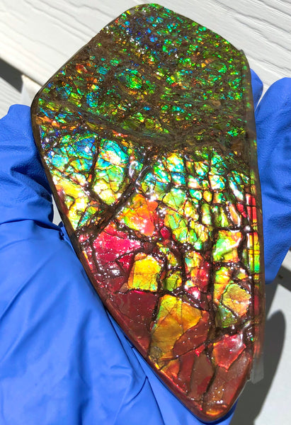 Ammolite Display Stone Hand Specimen Section Piece 168mm 6.6" Collector Stone Home Décor  - CS-216***アンモライト　コレクターストーン