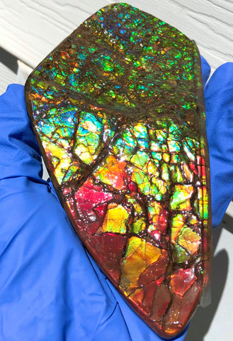 Ammolite Display Stone Hand Specimen Section Piece 168mm 6.6" Collector Stone Home Décor  - CS-216***アンモライト　コレクターストーン