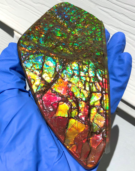 Ammolite Display Stone Hand Specimen Section Piece 168mm 6.6" Collector Stone Home Décor  - CS-216***アンモライト　コレクターストーン