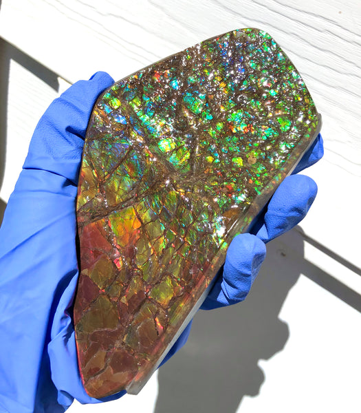 Ammolite Display Stone Hand Specimen Section Piece 168mm 6.6" Collector Stone Home Décor  - CS-216***アンモライト　コレクターストーン