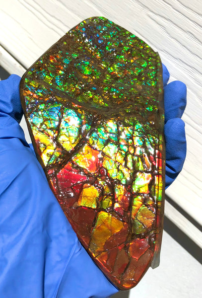 Ammolite Display Stone Hand Specimen Section Piece 168mm 6.6" Collector Stone Home Décor  - CS-216***アンモライト　コレクターストーン