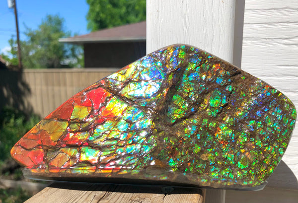Ammolite Display Stone Hand Specimen Section Piece 168mm 6.6" Collector Stone Home Décor  - CS-216***アンモライト　コレクターストーン