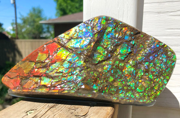 Ammolite Display Stone Hand Specimen Section Piece 168mm 6.6" Collector Stone Home Décor  - CS-216***アンモライト　コレクターストーン
