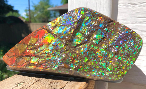 Ammolite Display Stone Hand Specimen Section Piece 168mm 6.6" Collector Stone Home Décor  - CS-216***アンモライト　コレクターストーン