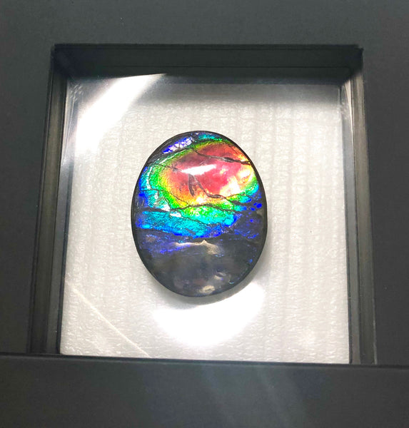 Rainbow colors / crimson red 39x32 mm  Top Grade Natural  Free Form . FFNT 140 Ammolite  レインボーカラー深紅！ナチュラル　ルース　アンモライト ケース付！