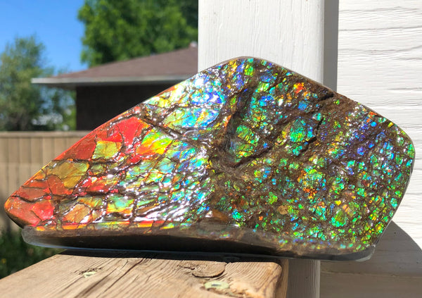Ammolite Display Stone Hand Specimen Section Piece 168mm 6.6" Collector Stone Home Décor  - CS-216***アンモライト　コレクターストーン