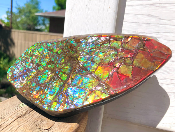 Ammolite Display Stone Hand Specimen Section Piece 168mm 6.6" Collector Stone Home Décor  - CS-216***アンモライト　コレクターストーン