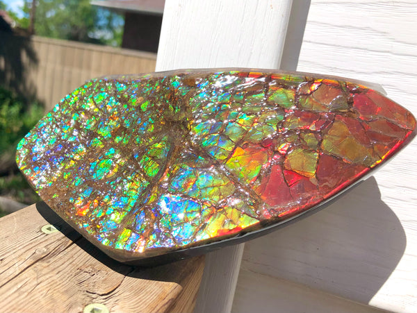 Ammolite Display Stone Hand Specimen Section Piece 168mm 6.6" Collector Stone Home Décor  - CS-216***アンモライト　コレクターストーン