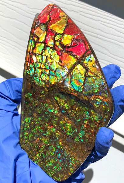 Ammolite Display Stone Hand Specimen Section Piece 168mm 6.6" Collector Stone Home Décor  - CS-216***アンモライト　コレクターストーン