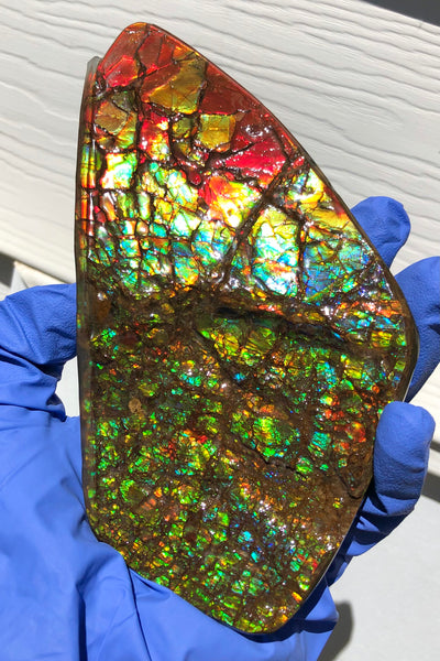 Ammolite Display Stone Hand Specimen Section Piece 168mm 6.6" Collector Stone Home Décor  - CS-216***アンモライト　コレクターストーン