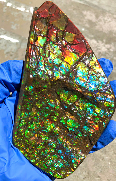 Ammolite Display Stone Hand Specimen Section Piece 168mm 6.6" Collector Stone Home Décor  - CS-216***アンモライト　コレクターストーン