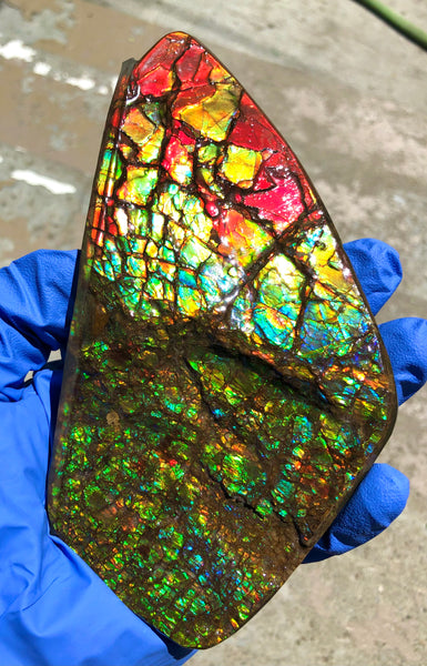 Ammolite Display Stone Hand Specimen Section Piece 168mm 6.6" Collector Stone Home Décor  - CS-216***アンモライト　コレクターストーン