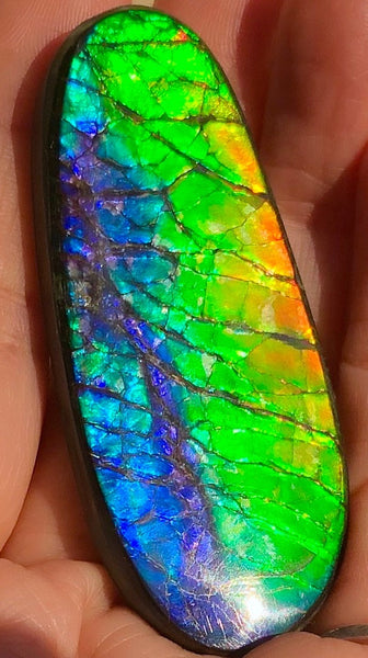 LARGE Rainbow colors  60x25 mm  Top Grade Natural  Free Form . FFNT 141 Ammolite  レインボーカラー！ナチュラル　ルース　アンモライト ケース付！