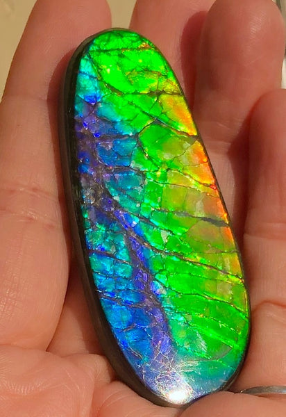 LARGE Rainbow colors  60x25 mm  Top Grade Natural  Free Form . FFNT 141 Ammolite  レインボーカラー！ナチュラル　ルース　アンモライト ケース付！