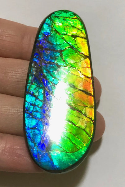 LARGE Rainbow colors  60x25 mm  Top Grade Natural  Free Form . FFNT 141 Ammolite  レインボーカラー！ナチュラル　ルース　アンモライト ケース付！