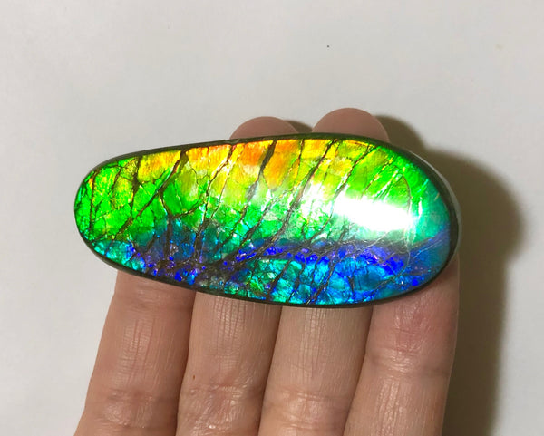 LARGE Rainbow colors  60x25 mm  Top Grade Natural  Free Form . FFNT 141 Ammolite  レインボーカラー！ナチュラル　ルース　アンモライト ケース付！