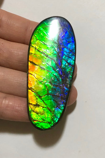 LARGE Rainbow colors  60x25 mm  Top Grade Natural  Free Form . FFNT 141 Ammolite  レインボーカラー！ナチュラル　ルース　アンモライト ケース付！