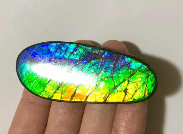 LARGE Rainbow colors  60x25 mm  Top Grade Natural  Free Form . FFNT 141 Ammolite  レインボーカラー！ナチュラル　ルース　アンモライト ケース付！