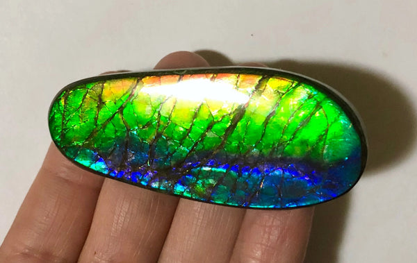 LARGE Rainbow colors  60x25 mm  Top Grade Natural  Free Form . FFNT 141 Ammolite  レインボーカラー！ナチュラル　ルース　アンモライト ケース付！