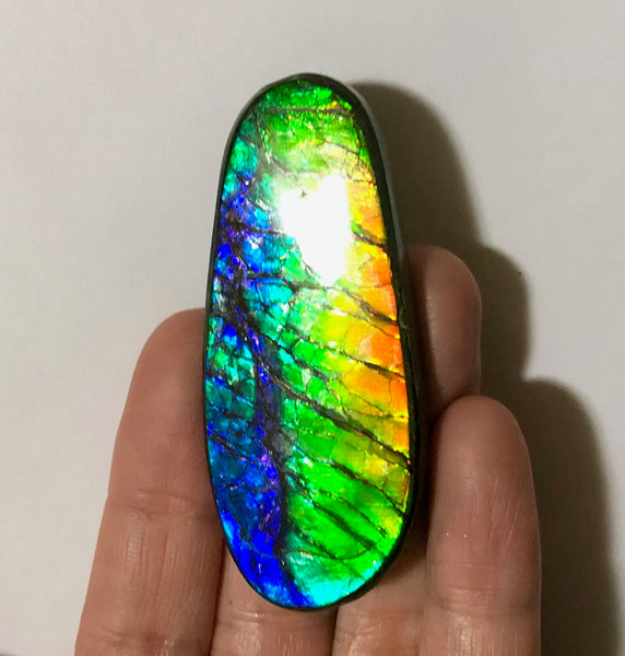 LARGE Rainbow colors  60x25 mm  Top Grade Natural  Free Form . FFNT 141 Ammolite  レインボーカラー！ナチュラル　ルース　アンモライト ケース付！
