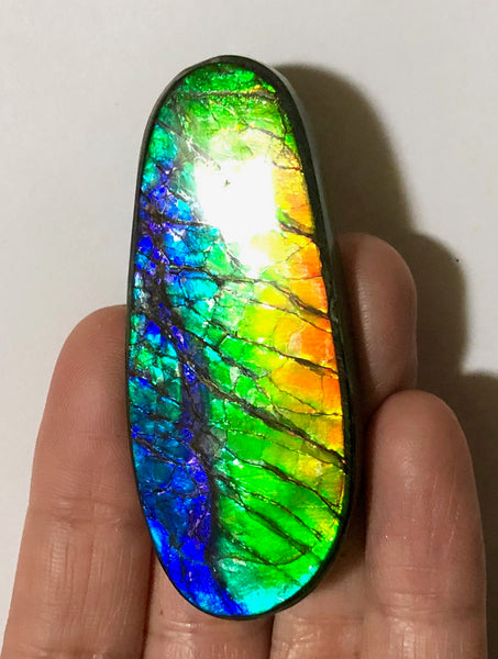 LARGE Rainbow colors  60x25 mm  Top Grade Natural  Free Form . FFNT 141 Ammolite  レインボーカラー！ナチュラル　ルース　アンモライト ケース付！