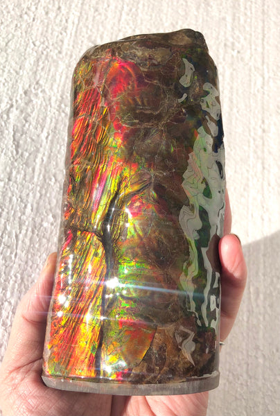 AF-64  Canadian Ammolite Bacculite Fossil  Piece Baculites　バキュライト　アンモライト Baculite Free Shipping!!
