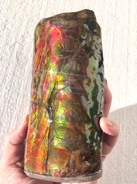 AF-64  Canadian Ammolite Bacculite Fossil  Piece Baculites　バキュライト　アンモライト Baculite Free Shipping!!