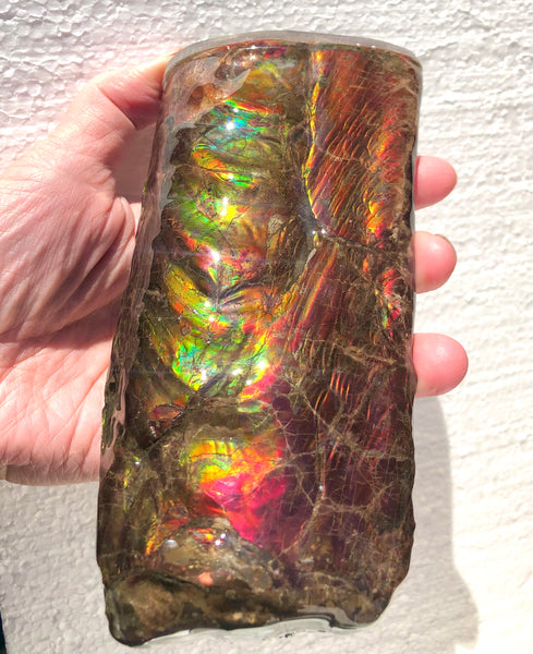 AF-64  Canadian Ammolite Bacculite Fossil  Piece Baculites　バキュライト　アンモライト Baculite Free Shipping!!
