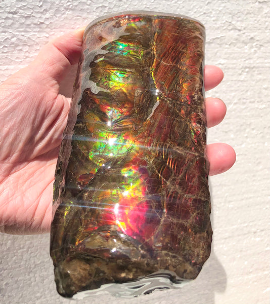 AF-64  Canadian Ammolite Bacculite Fossil  Piece Baculites　バキュライト　アンモライト Baculite Free Shipping!!