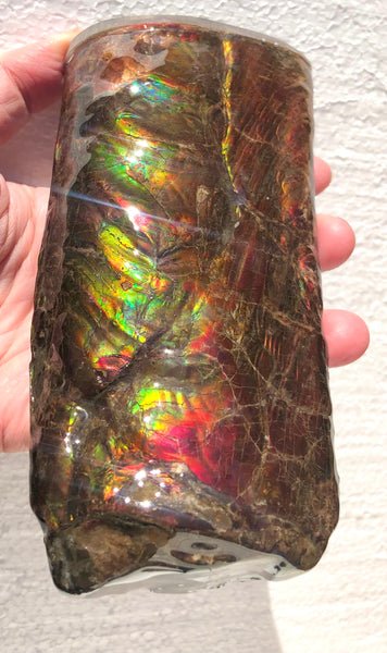 AF-64  Canadian Ammolite Bacculite Fossil  Piece Baculites　バキュライト　アンモライト Baculite Free Shipping!!