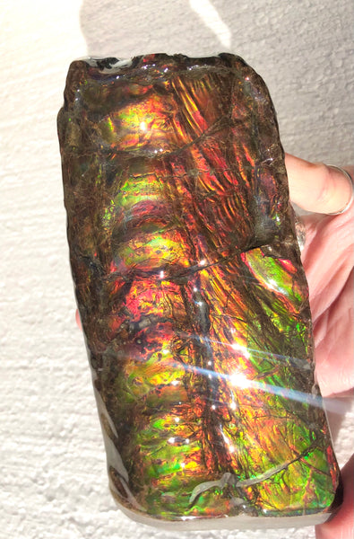 AF-64  Canadian Ammolite Bacculite Fossil  Piece Baculites　バキュライト　アンモライト Baculite Free Shipping!!