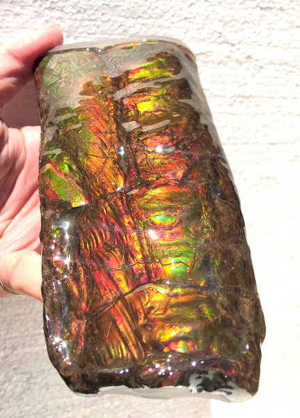 AF-64  Canadian Ammolite Bacculite Fossil  Piece Baculites　バキュライト　アンモライト Baculite Free Shipping!!