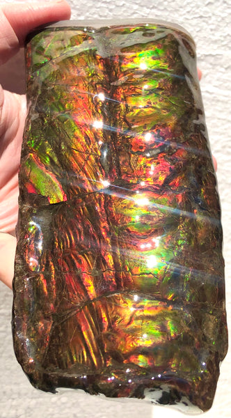 AF-64  Canadian Ammolite Bacculite Fossil  Piece Baculites　バキュライト　アンモライト Baculite Free Shipping!!