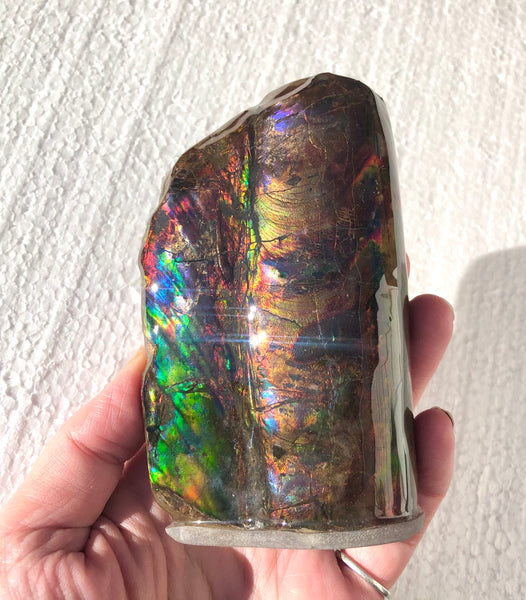 AF-63  Canadian Ammolite Bacculite Fossil 2 Pieces Baculites　バキュライト　アンモライト Baculite Free Shipping!!