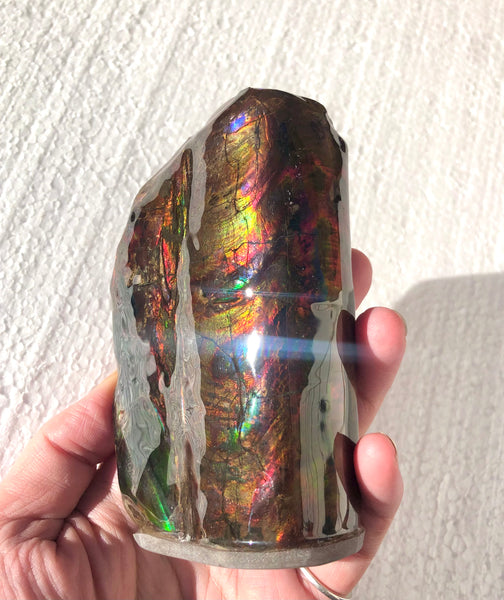 AF-63  Canadian Ammolite Bacculite Fossil 2 Pieces Baculites　バキュライト　アンモライト Baculite Free Shipping!!
