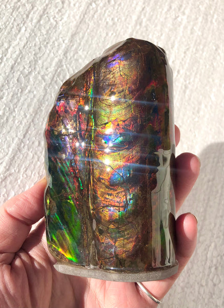 AF-63  Canadian Ammolite Bacculite Fossil 2 Pieces Baculites　バキュライト　アンモライト Baculite Free Shipping!!