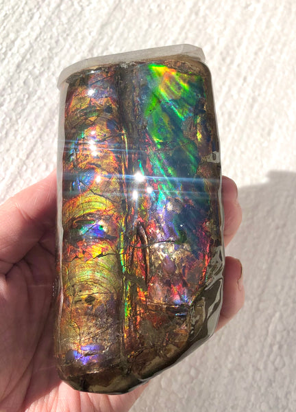 AF-63  Canadian Ammolite Bacculite Fossil 2 Pieces Baculites　バキュライト　アンモライト Baculite Free Shipping!!