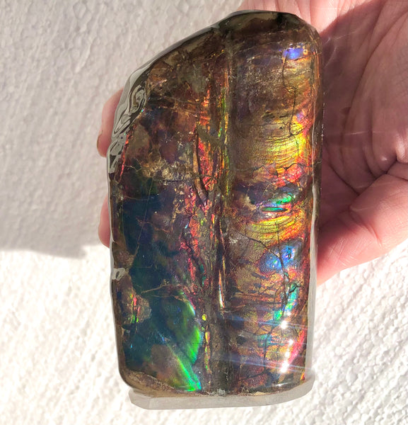 AF-63  Canadian Ammolite Bacculite Fossil 2 Pieces Baculites　バキュライト　アンモライト Baculite Free Shipping!!