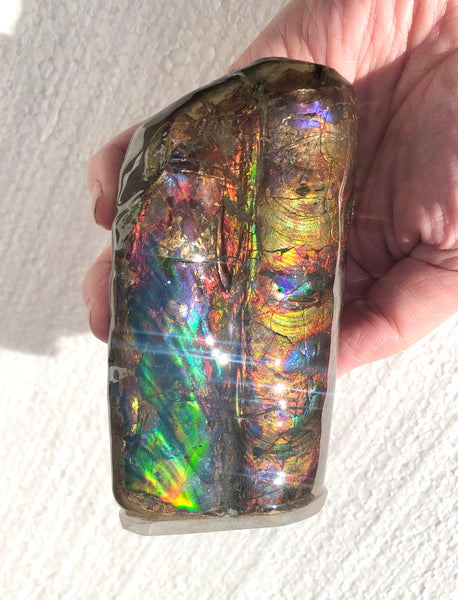 AF-63  Canadian Ammolite Bacculite Fossil 2 Pieces Baculites　バキュライト　アンモライト Baculite Free Shipping!!