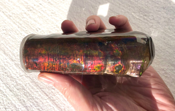 AF-63  Canadian Ammolite Bacculite Fossil 2 Pieces Baculites　バキュライト　アンモライト Baculite Free Shipping!!