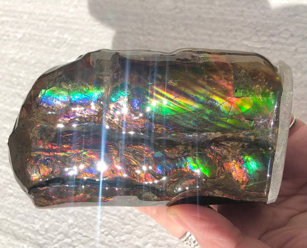 AF-63  Canadian Ammolite Bacculite Fossil 2 Pieces Baculites　バキュライト　アンモライト Baculite Free Shipping!!